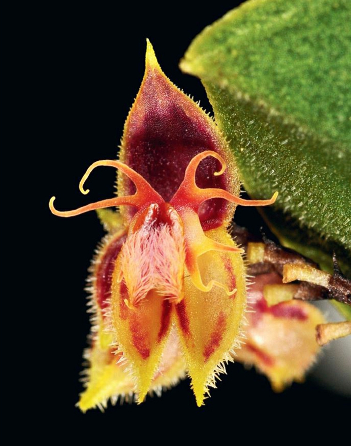 अजीब-Orhideen प्रजाति काले रंग की पृष्ठभूमि
