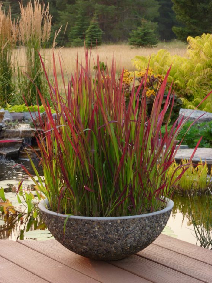 तालाब के पास लाल पौधों से भरा एक गोल बर्तन - आधुनिक उद्यान डिजाइन