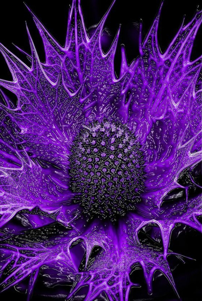 variedades de Mar misterioso y exótico-flores Holly-en-color púrpura