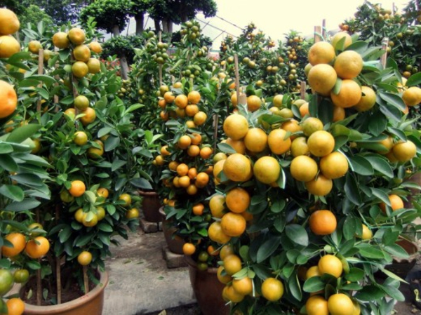 盆，许多水果，在橙色，树形