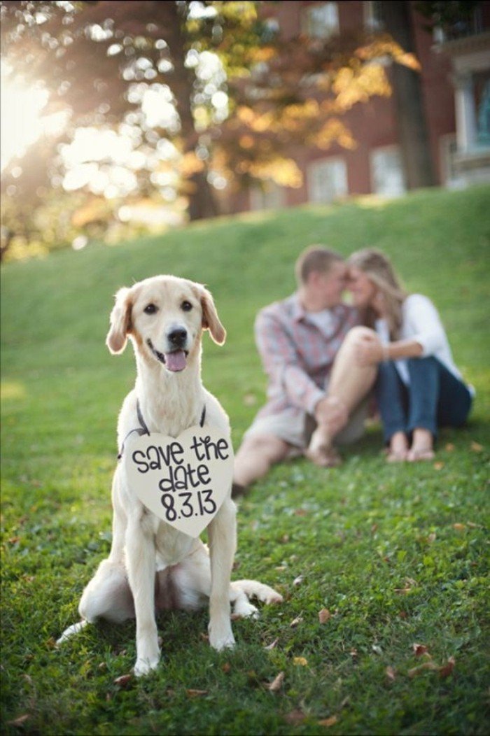 chien de photographie de mariage original avec invitation