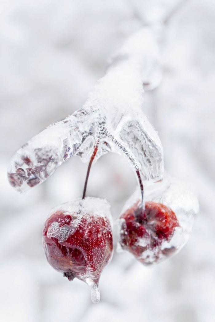 原来冬天图片冻樱桃，全在冰