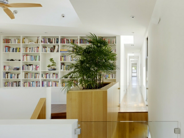 palm-in-garden-aussi-comme-indoor-plante-dans-la-bibliothèque-murs en blanc