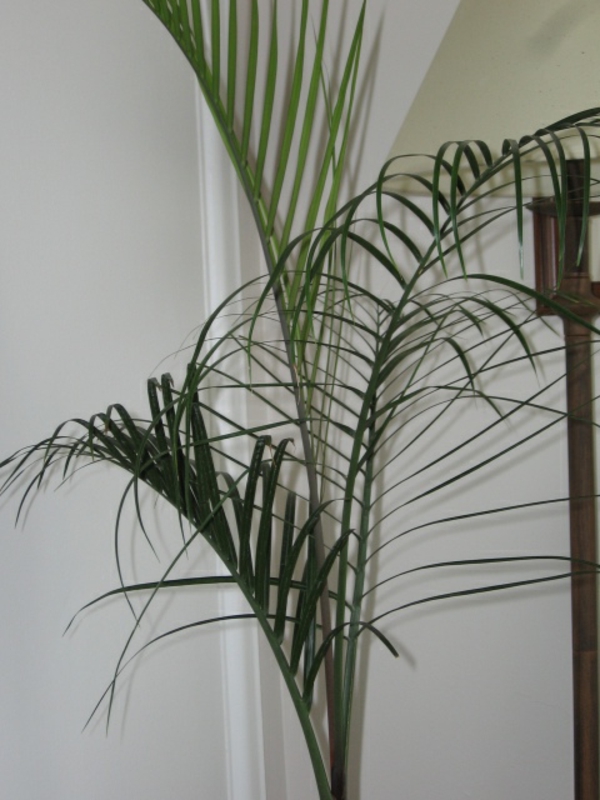 palmier-plante-super-beau-derrière c'est un mur blanc