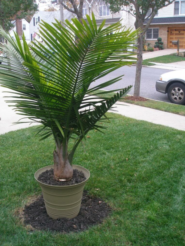 palmiers-espèces-très-intéressant-dehors dans le pot