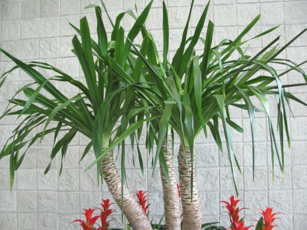 A pálmafa-növények - zöld háttér - fehér fal