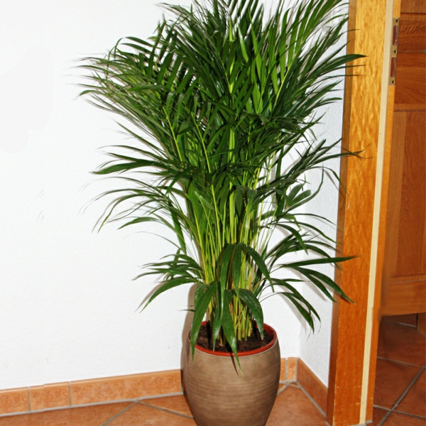 palmiers-espèces-plantes-très-beaux-regards-dans le coin