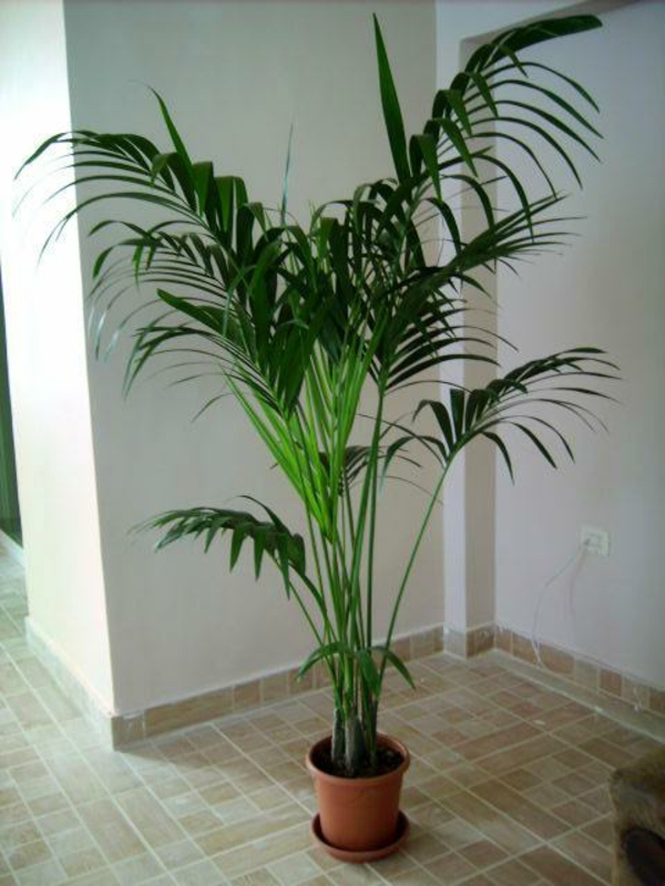 palmiers-plantes-intérieures-beau-regard-blanc-mur derrière