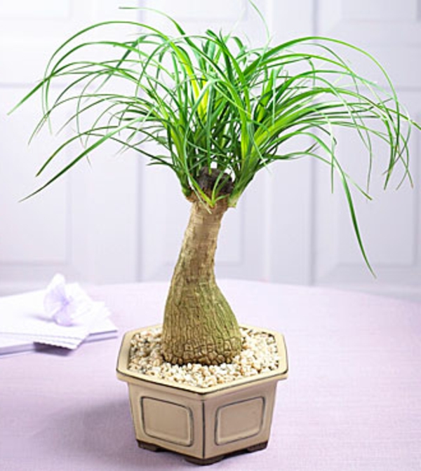 palm-arbre-plantes-beau-look-super cool pot