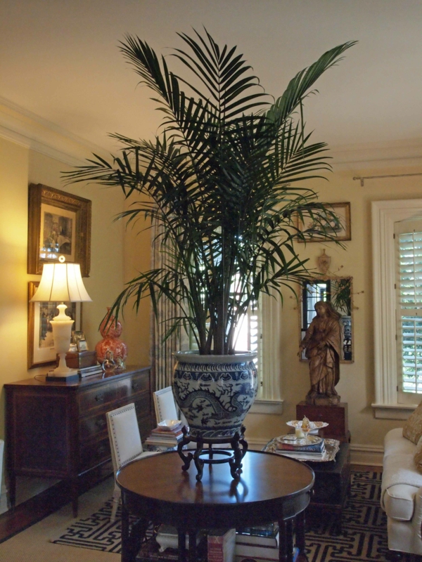 très grande belle plante de palmier vert