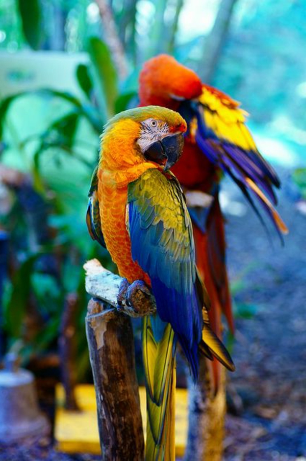 папагалска Ara-папагали-бай-бай-папагал папагал тапети колоритен Parrot