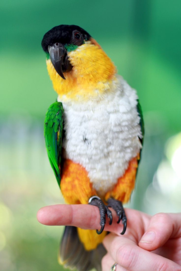 παπαγάλος-παπαγάλος-buy-buy-παπαγάλος-παπαγάλος ταπετσαρία πολύχρωμο, papagei--
