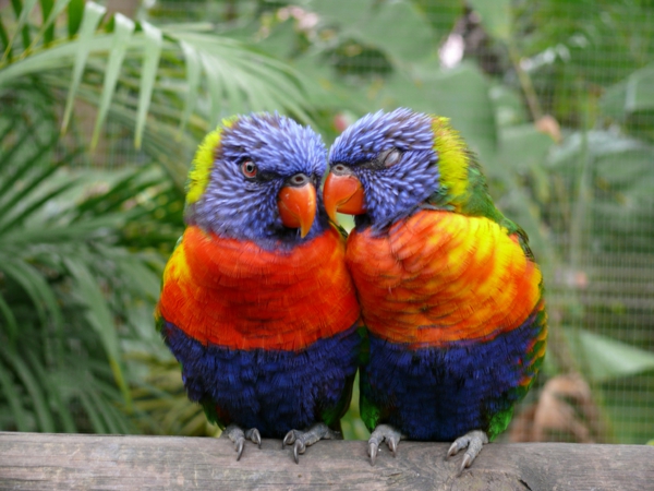 Parrot Parrot Parrot-buy-לקנות טפטים Parrot-תוכי צבעוני