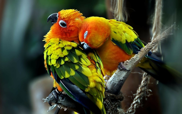 Parrot Parrot Parrot-קנה-buy-תוכי טפטים צבעוניים-papagei--