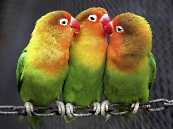 --papagei-παπαγάλος-buy-buy-παπαγάλος-παπαγάλος ταπετσαρία πολύχρωμο, papagei--