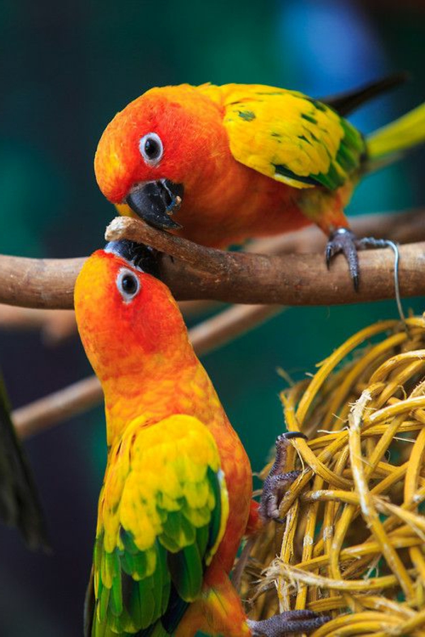 papukaija-papukaija-osta-osta-papukaija papukaija tapetti värikkäitä Parrot