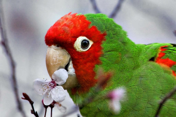 papukaija-papukaija-osta-osta-papukaija papukaija tapetti - Colorful Parrot