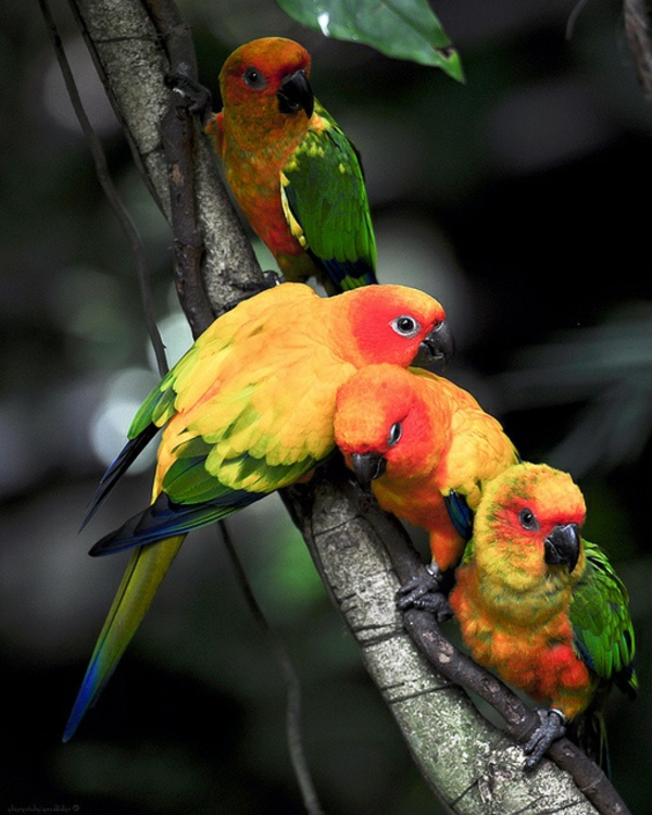 Parrot Parrot Parrot-buy-buy-תוכי טפטים צבעוניים Parrot