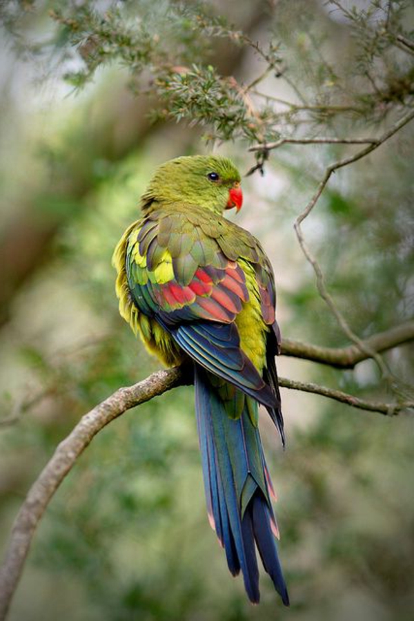 --papagei-παπαγάλος-buy-buy-παπαγάλος-παπαγάλος ταπετσαρία πολύχρωμο παπαγάλος