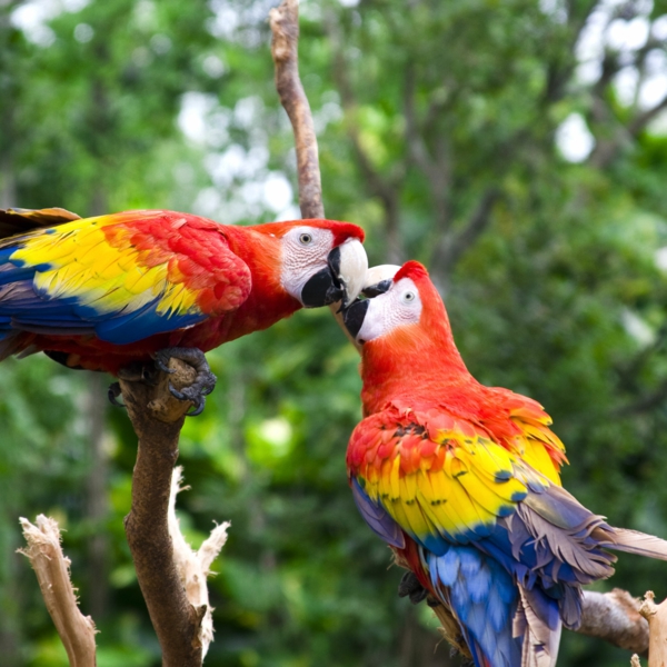 Papagaj-papiga-kupi-kupi-papiga-papiga pozadina šarene-papiga-ara-papiga