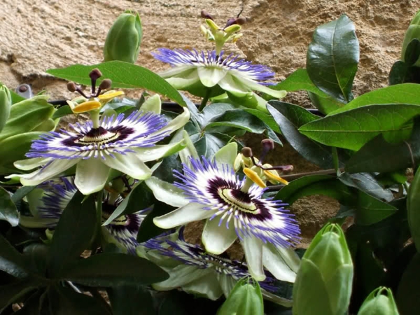西番莲-marakuja异国情调，室内植物开花