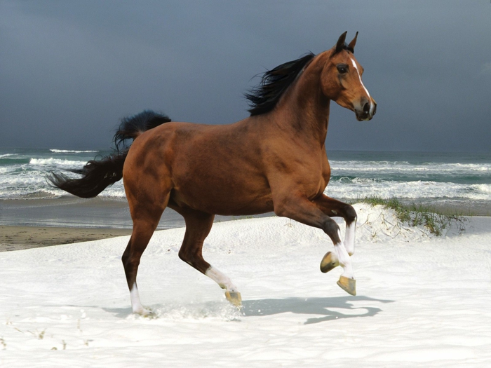 caballo-in-marrón-hermosa-foto