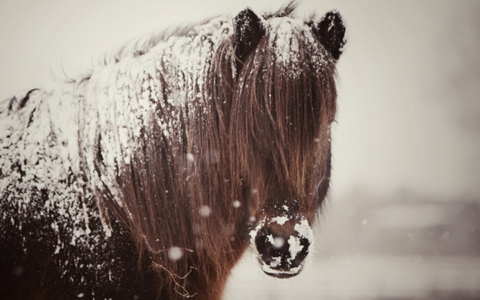 caballos en la nieve-interesante-imagen