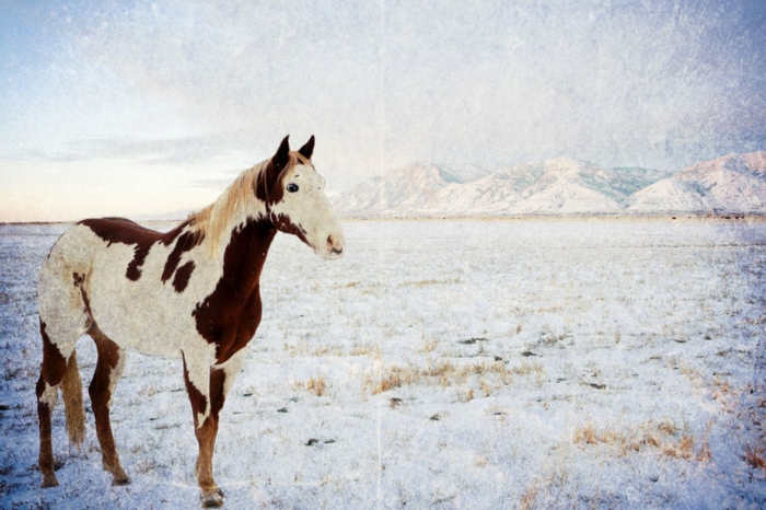 caballos en la nieve-super-gran modelo