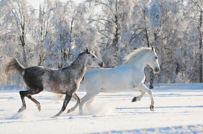 hevonen-in-snow-kaksi hyvin-mukava-eläimet