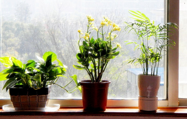 φυτό-in-κρεβατοκάμαρα-το-παράθυρο