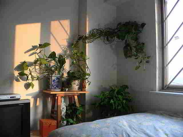φυτό-in-κρεβατοκάμαρα-on-the-κρεβάτι