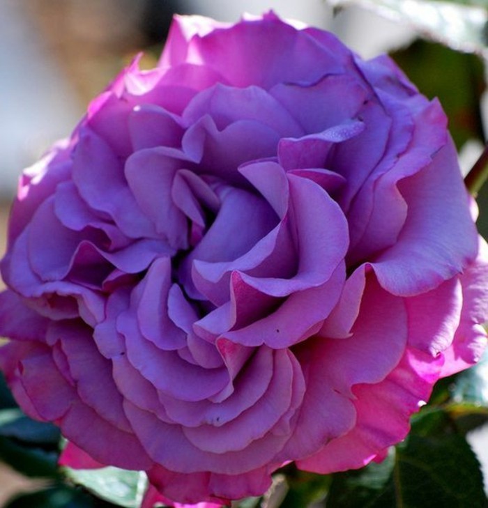magnífica rosa-en-color púrpura