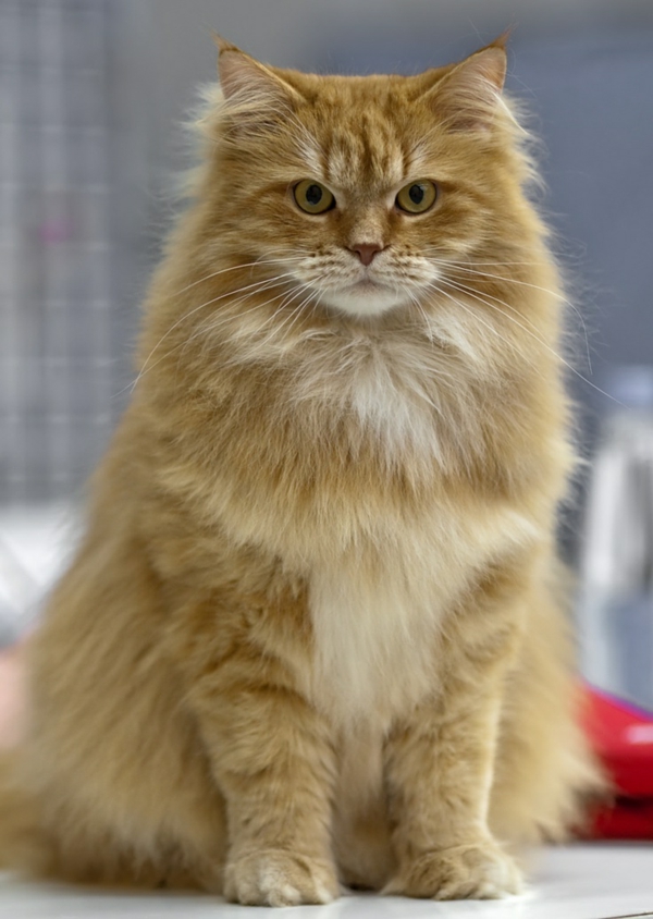 gato siberiano de color marrón rojizo
