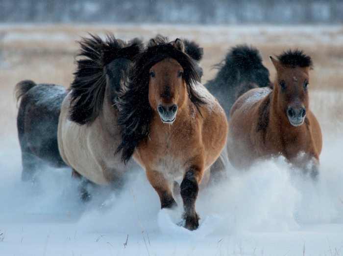 derecho-hermosas-animales-correr-en-nieve