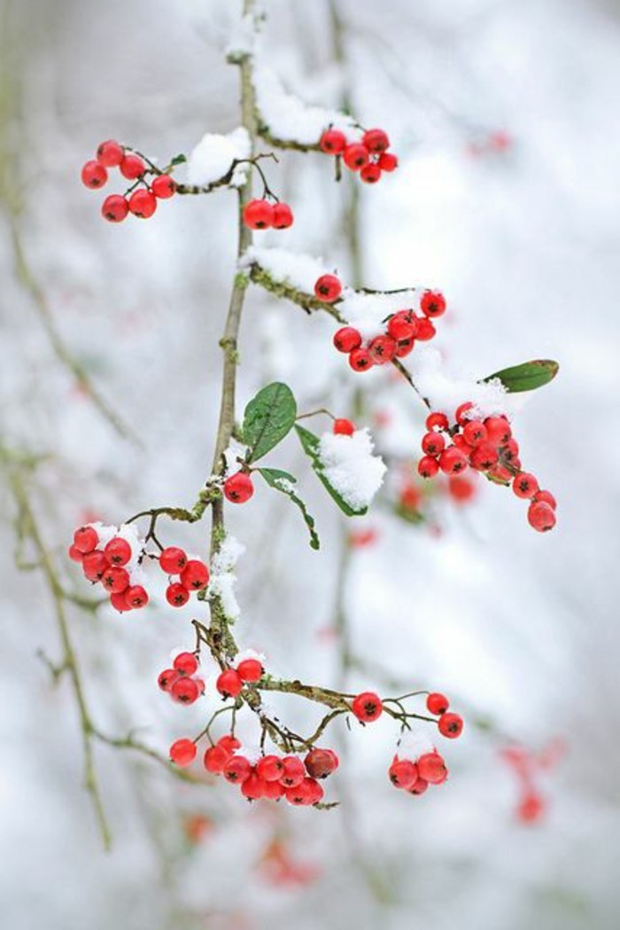 浪漫的冬季图片雪莓美丽的插图