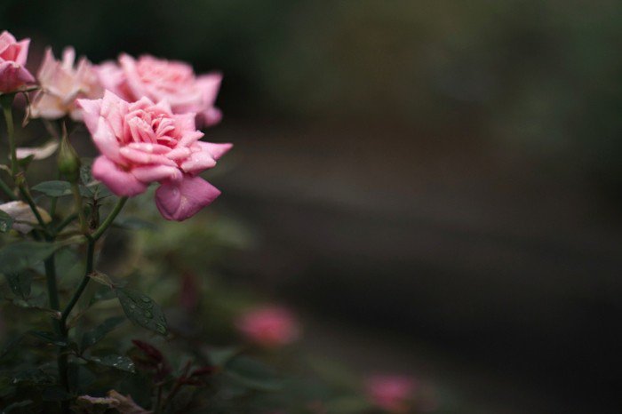 Romanttinen Pink Rose soft-lehdet