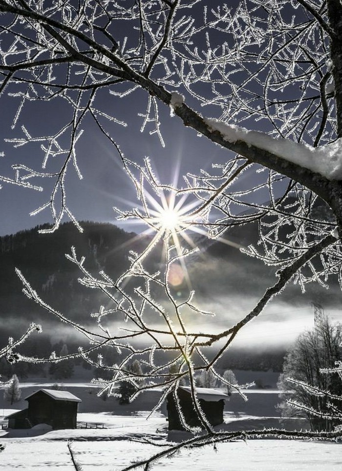 浪漫的冬季图片冻结树枝雪