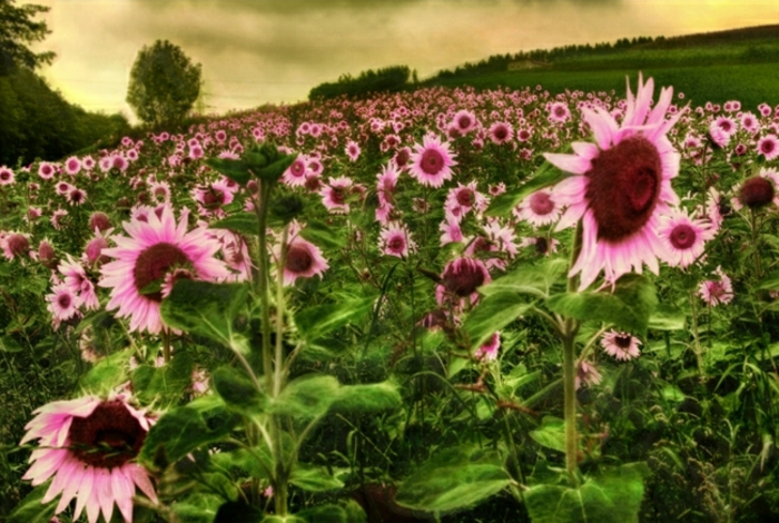 Sunflowerkuva ihanan-kiehtovaa valokuva-art vaaleanpunaiset kukat