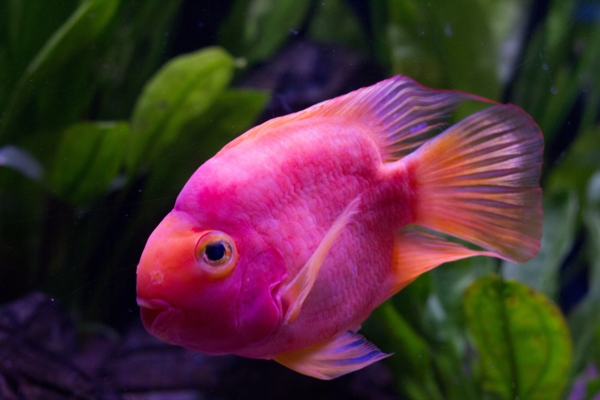 pink-fish-great-pictures-of-fish-amazing-fish-cool-pictures Piscis - imágenes