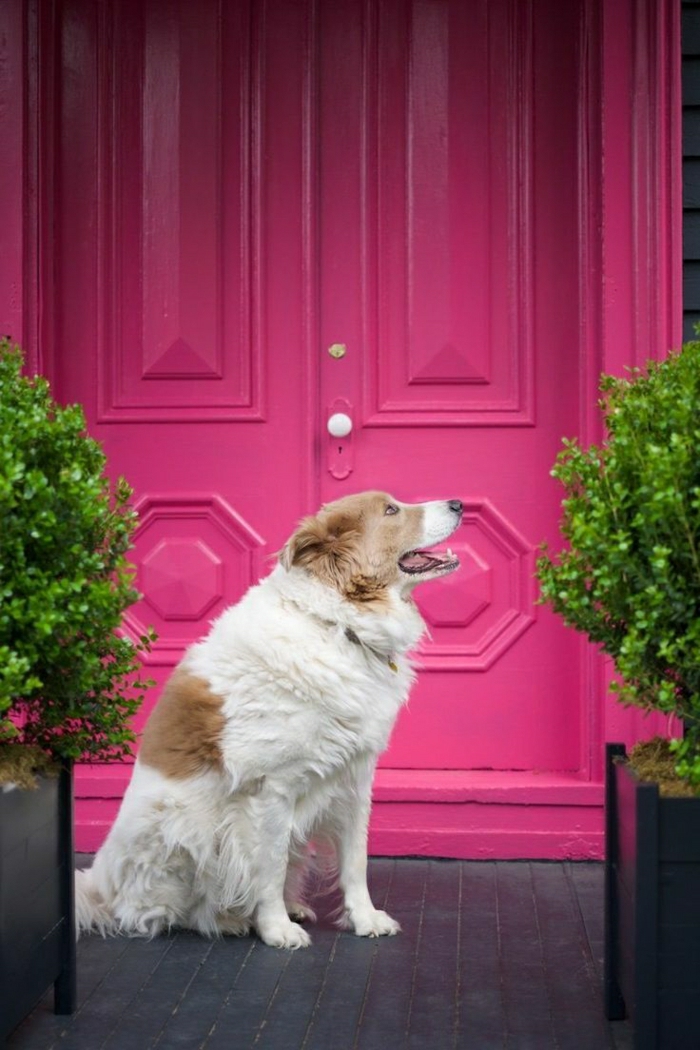 粉红gefarbene-160岁的维多利亚式房屋门后向狗花盆