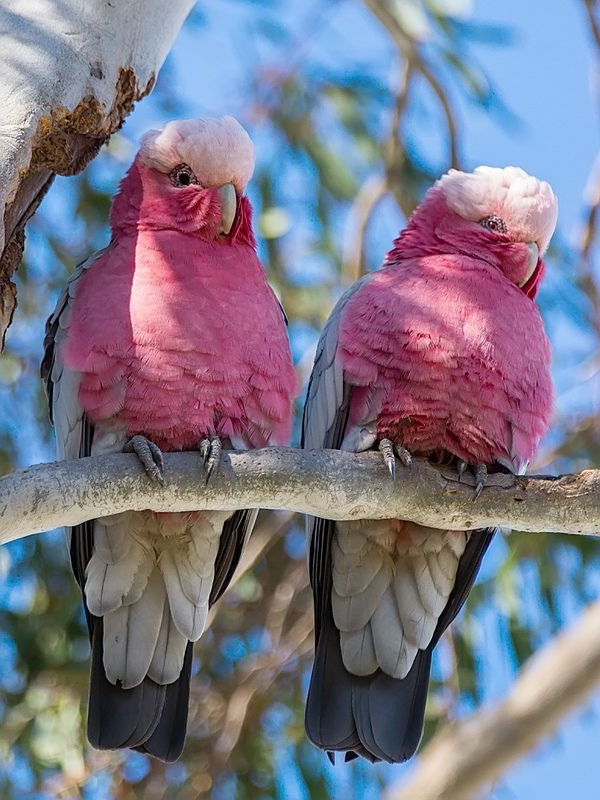 Pink Parrot-iso-papukaija Värikäs Papukaija Papukaija taustakuva papukaija tapetti