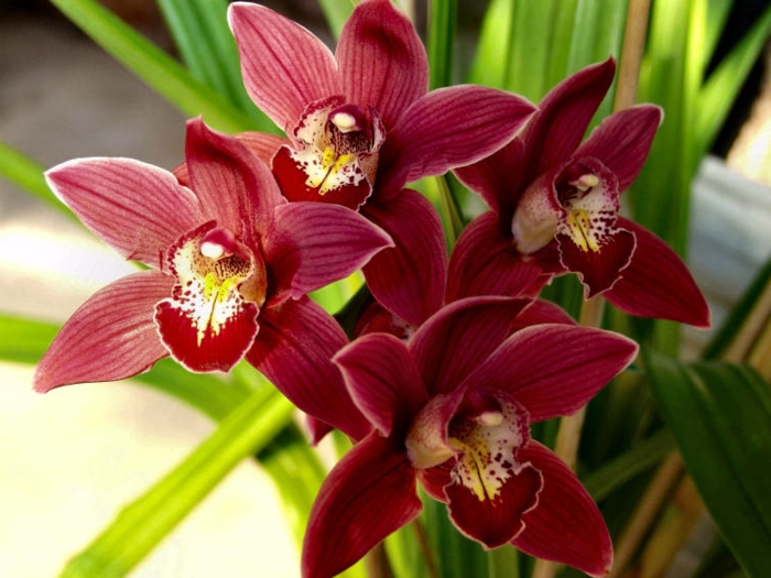 लाल Orhideen प्रजातियों