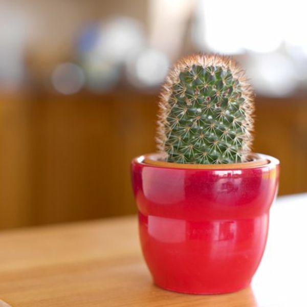 un cactus en una maceta roja