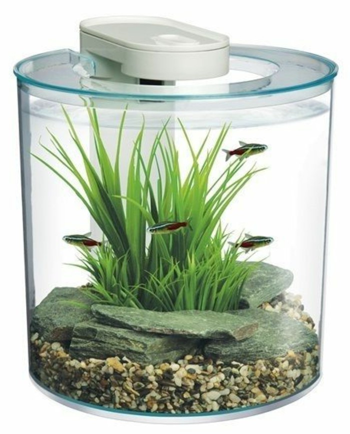 rond-petits-eau d'aquarium plantes-pierres peu de poissons-aquarium-déco-aquarium-set