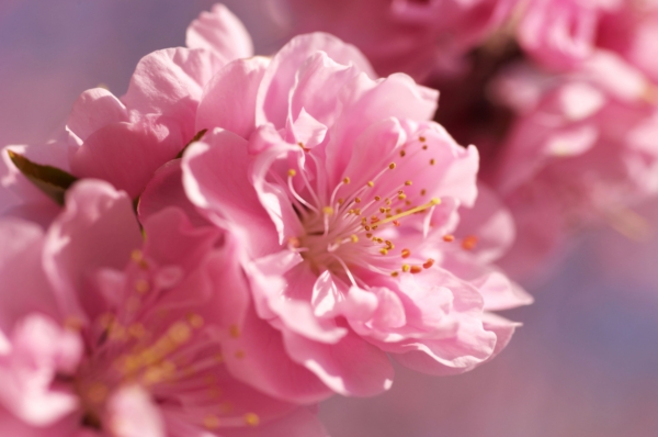 Sakura-vaaleanpunainen kukka-soft epäselvä kirkas-jousi-kukkia-makro