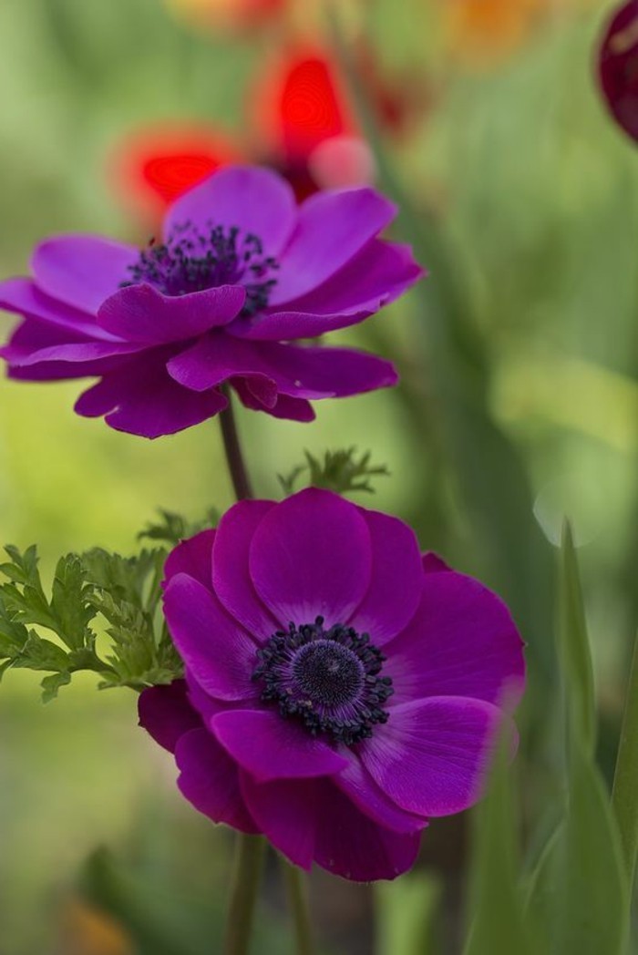 hermosas flores de primavera Fotografías anémona púrpura-in-box