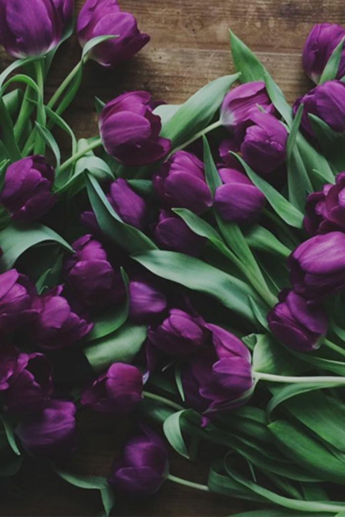 hermosa composición de color púrpura-tulipanes