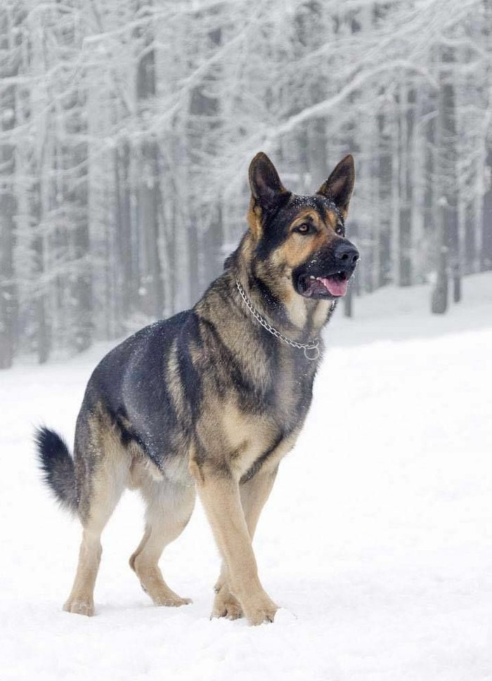 在雪美丽的冬季壁纸德国牧羊犬