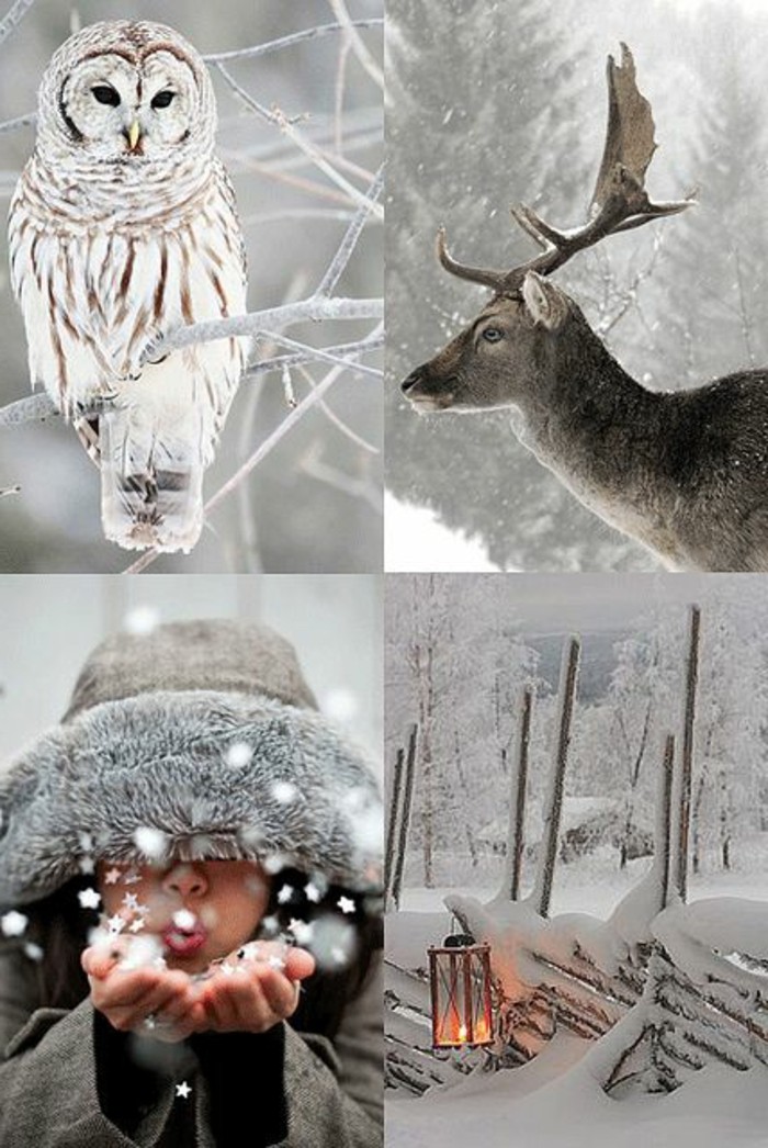 美丽的冬天图片与 - 动物 - 浪漫
