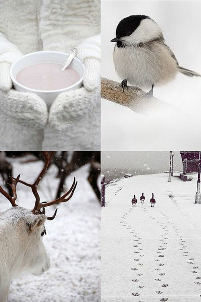 美丽的冬天照片交感 - 摄影与 - 冬季动机